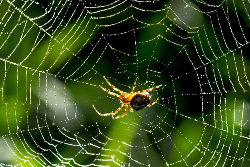 primer plano de una araña en una telaraña