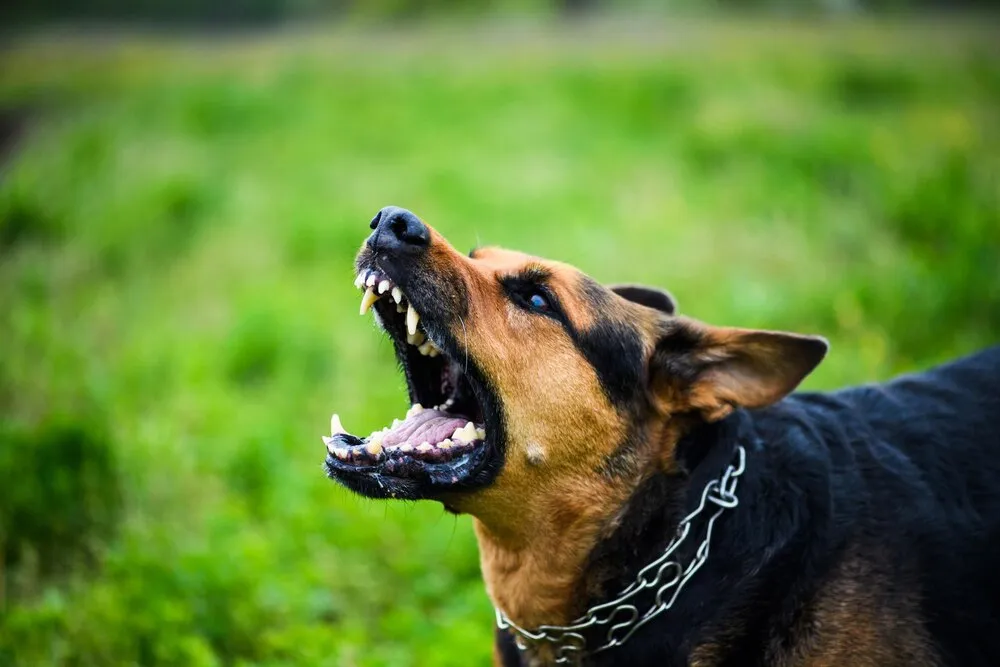 perro enfadado