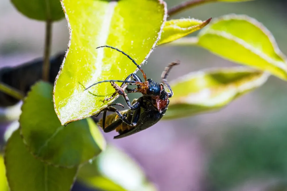 macrofotografía de un insecto en una planta bajo la luz del sol
