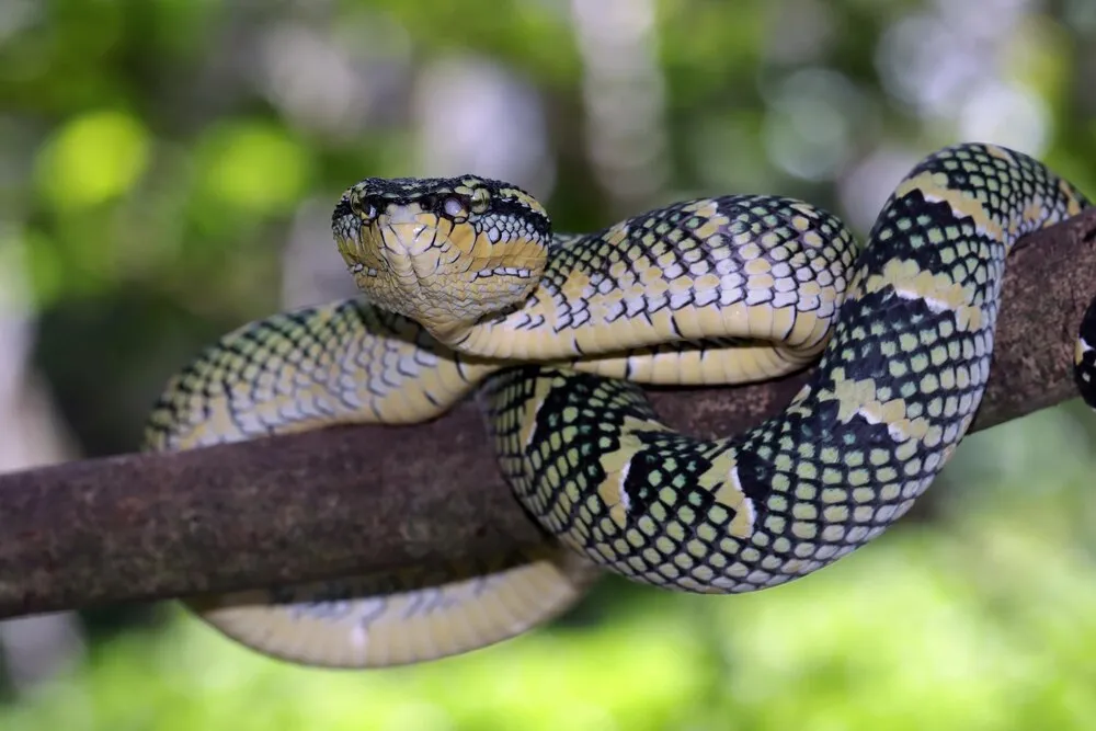 primer plano de una serpiente tropidolaemus wagleri en una rama