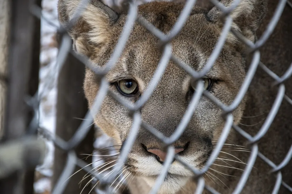 Toma con enfoque selectivo de un puma mirando a la cámara a través de una valla metálica.